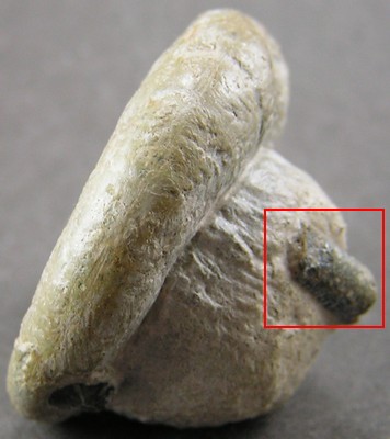 Lytoceras fimbriatum