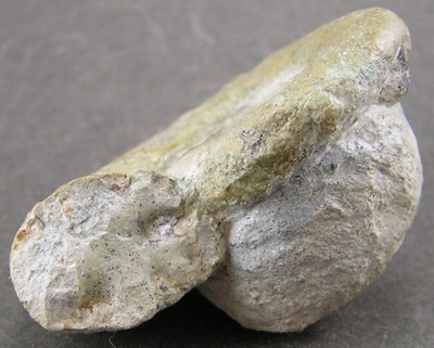 Lytoceras fimbriatum