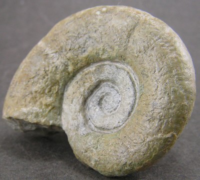 Lytoceras fimbriatum