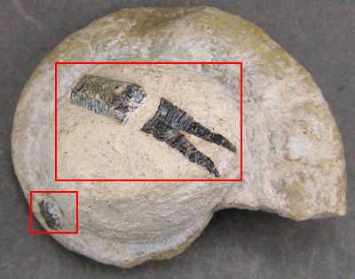 Lytoceras fimbriatum
