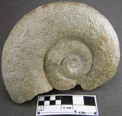 Lytoceras fimbriatum