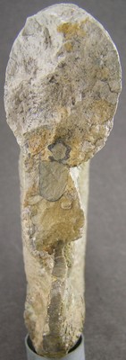 Lytoceras fimbriatum