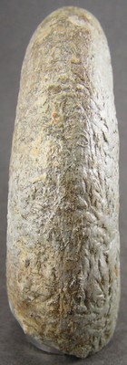 Lytoceras fimbriatum