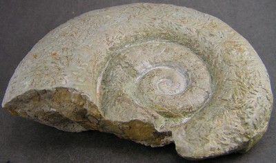 Lytoceras fimbriatum