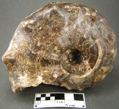 Mammites nodosoides