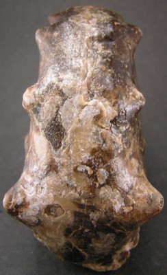 Mammites nodosoides