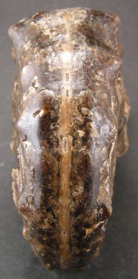 Mammites nodosoides