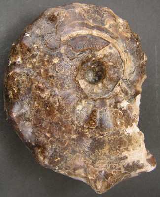 Mammites nodosoides