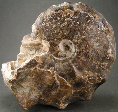 Mammites nodosoides
