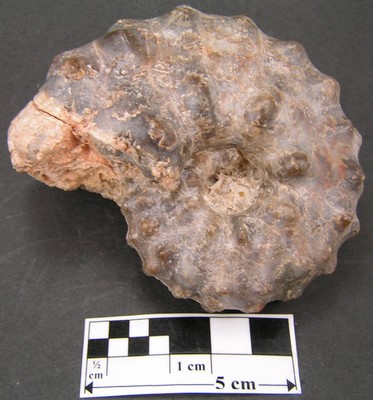 Mammites nodosoides