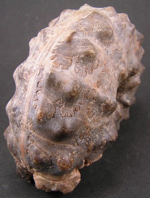 Mammites nodosoides