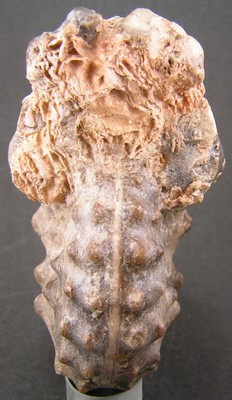 Mammites nodosoides