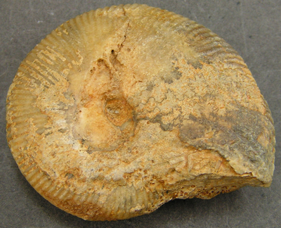 Morphoceras multiforme