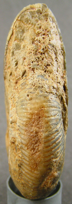 Morphoceras multiforme