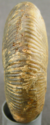 Morphoceras multiforme