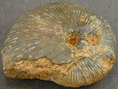 Morphoceras multiforme