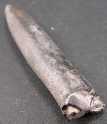 Nannobelus acutus