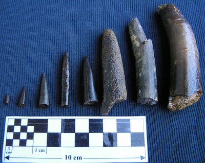 Nannobelus acutus