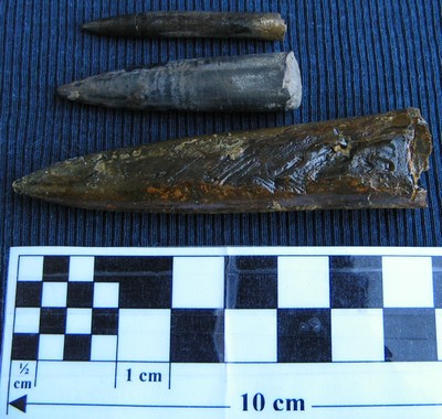 Nannobelus acutus