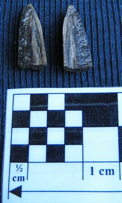 Nannobelus acutus