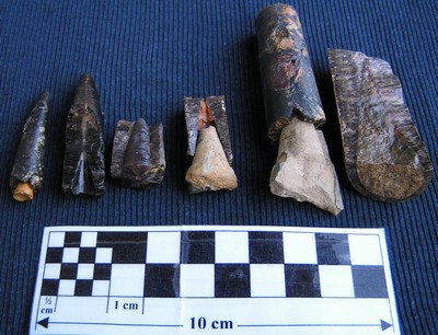 Nannobelus acutus
