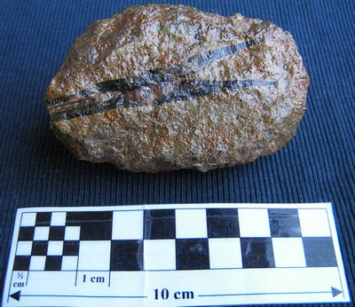 Nannobelus acutus