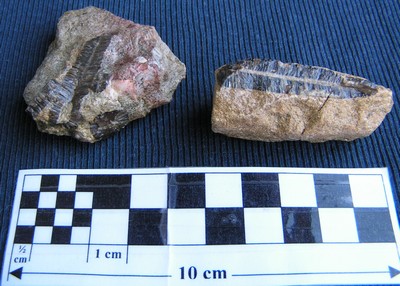 Nannobelus acutus