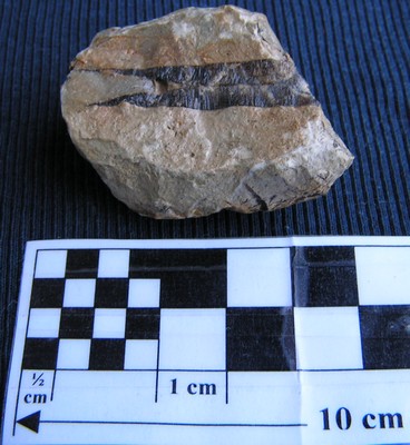 Nannobelus acutus