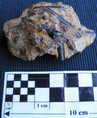 Nannobelus acutus