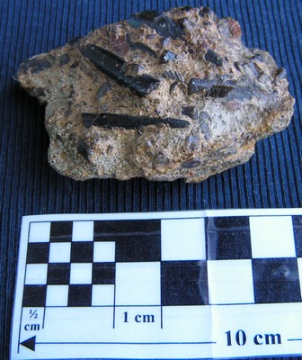 Nannobelus acutus
