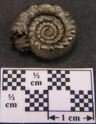 Nodicoeloceras dayi