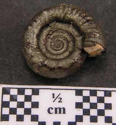 Nodicoeloceras dayi