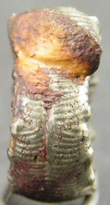 Nodicoeloceras dayi