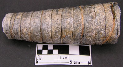 Orthoceras regulare