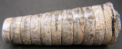 Orthoceras regulare