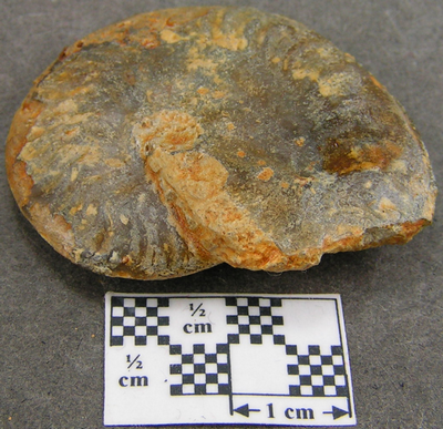 Oxycerites limosus