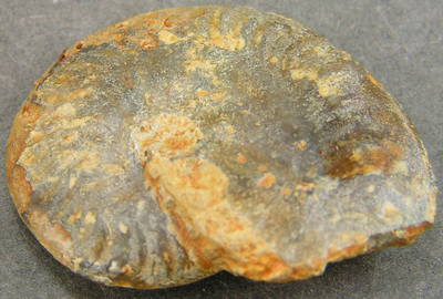 Oxycerites limosus