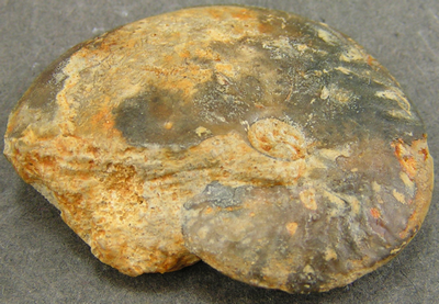 Oxycerites limosus