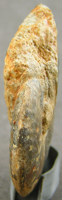 Oxycerites limosus