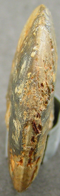 Oxycerites limosus