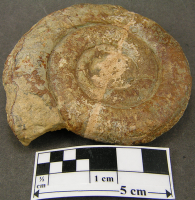 Prodactylioceras davoei