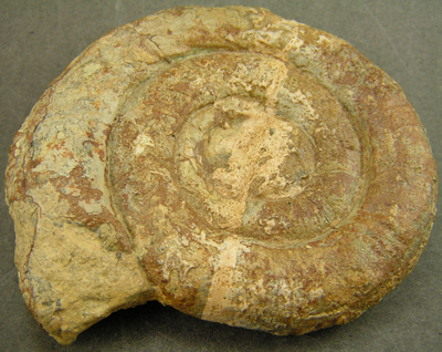 Prodactylioceras davoei