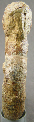 Prodactylioceras davoei