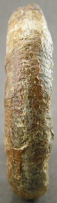 Prodactylioceras davoei