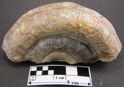 Prodactylioceras davoei