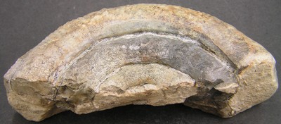 Prodactylioceras davoei