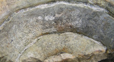Prodactylioceras davoei