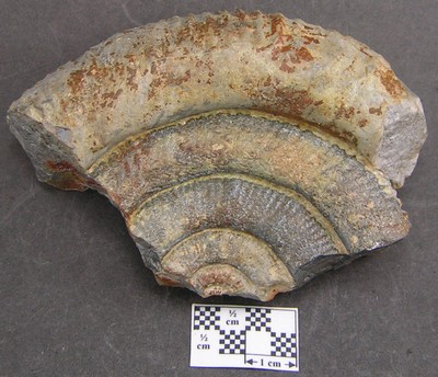 Prodactylioceras davoei