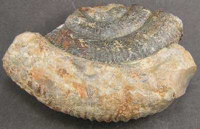 Prodactylioceras davoei