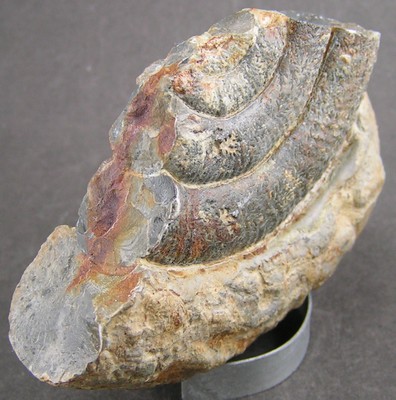 Prodactylioceras davoei